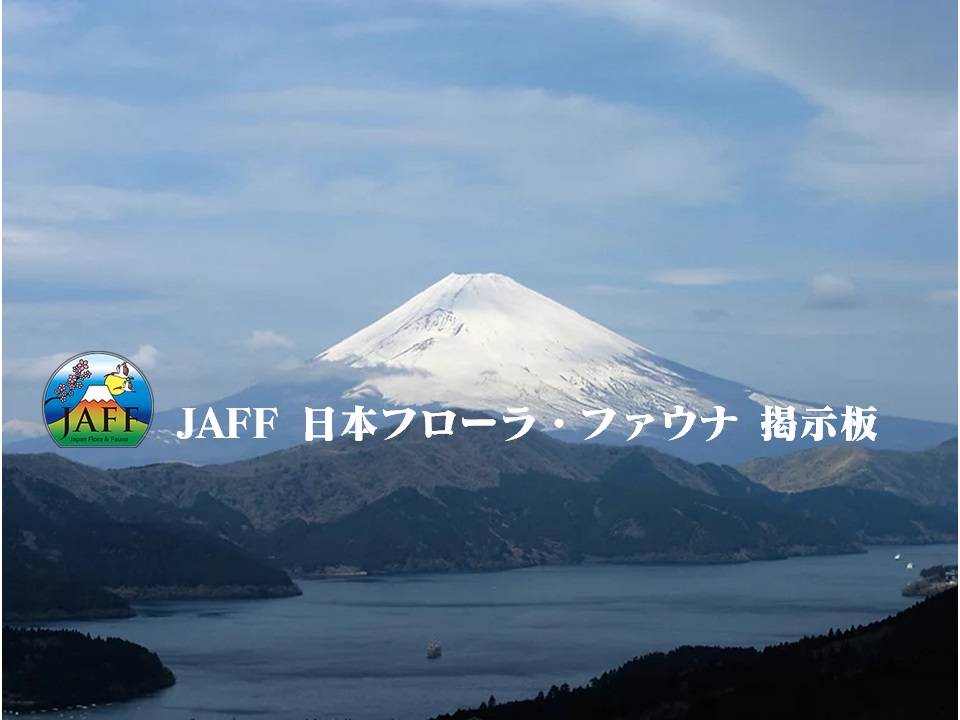 JAFF 日本フローラ・ファウナ 掲示板