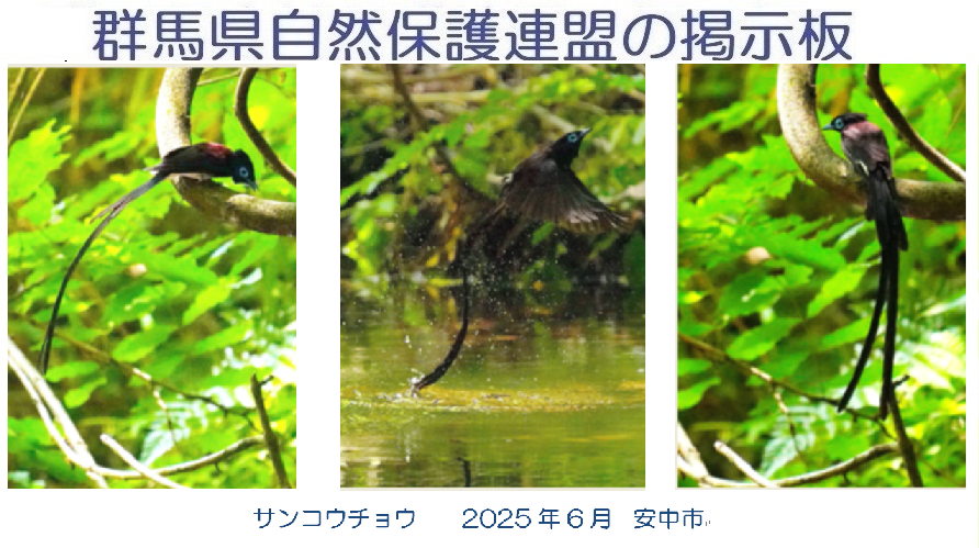 群馬県自然保護連盟の掲示板